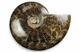Polished Ammonite (Cleoniceras) Fossil - Madagascar #375982-1